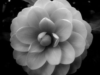 Close-up of flowers