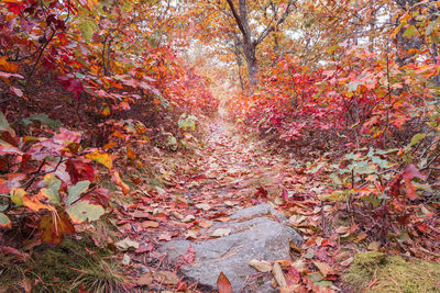 Autumn leaves on footpath