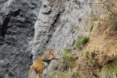 Monkey on rock