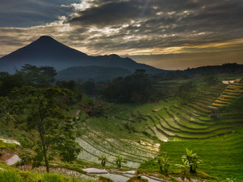 Scenic view of agricultural field against sky during sunset