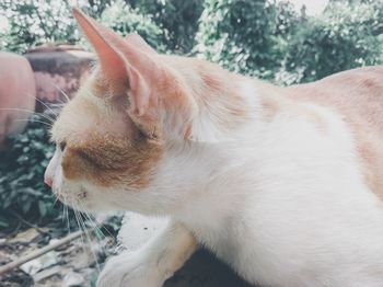 Close-up of a cat with eyes closed