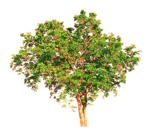 Close-up of tree against white background