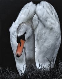 Close-up of swan