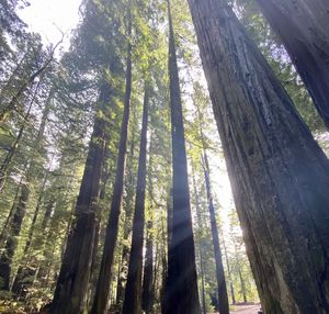 Low angle view of bamboo trees in forest