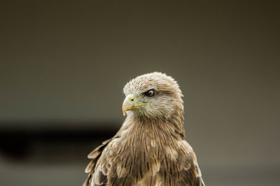 Close-up of eagle against blurred background