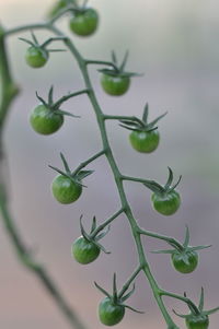 Close-up of berries on plant