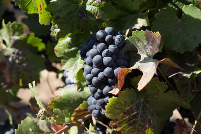 Close-up of grapes growing in vineyard