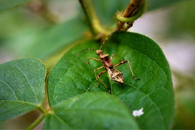 Close-up of brown bean bug nymph on leaf