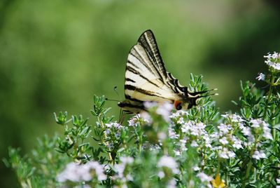 Butterfly pollinating on flower