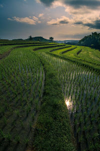 Scenic view of agricultural field against sky during sunset