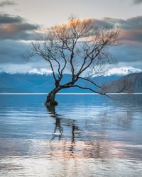 Reflection of trees in lake