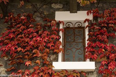 Close-up of flowers on tree during autumn