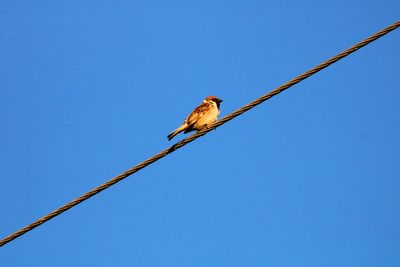 Low angle view of bird perching on cable against blue sky