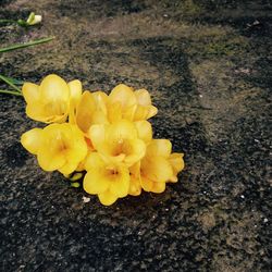 Close-up of yellow flowers