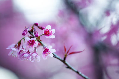 Close-up of pink cherry blossom