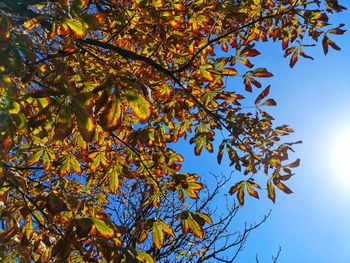 Low angle view of maple tree against sky