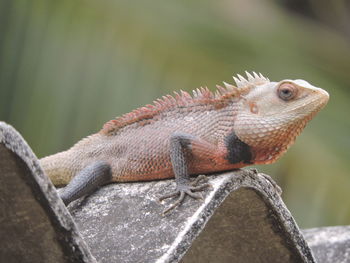 Close-up of a lizard on rock