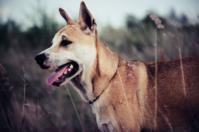 Close-up of dog looking away