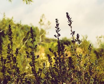 Close-up of plant growing on field