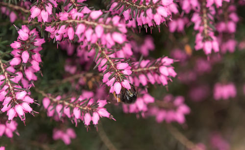 Close-up of pink flowering plant