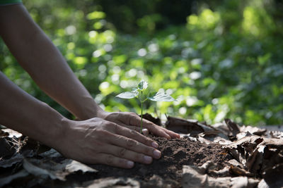 Cropped image of hand with flowers