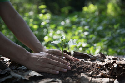 Cropped hand planting in garden