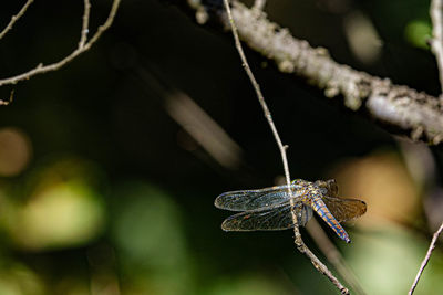 Close-up of butterfly