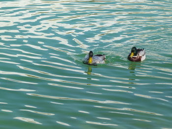 High angle view of ducks swimming in lake