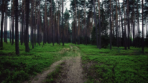 Footpath passing through forest