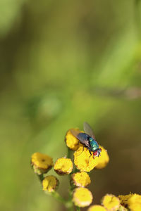 Close-up of insect on yellow flower