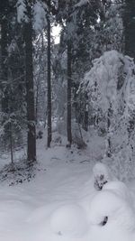 Trees in snow