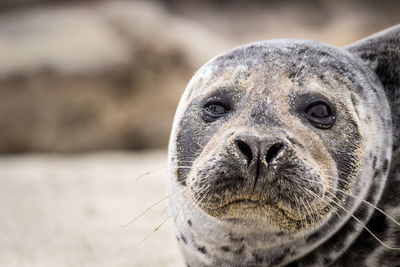 Close-up portrait of seal