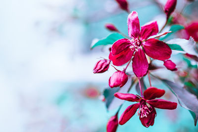 Close-up of red flowering plant