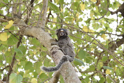 Low angle view of monkey sitting on tree