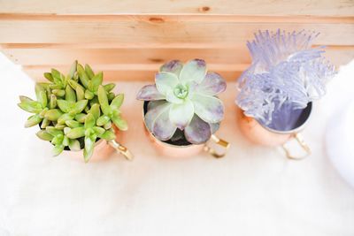 High angle view of succulent plant on table