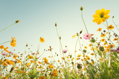 Close-up of yellow flowering plants on field against sky