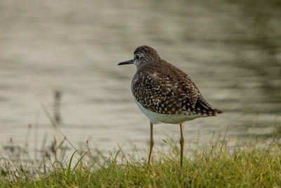 Bird perching on a field