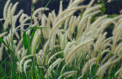 Close-up of wheat growing on field