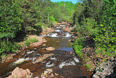 River amidst trees in forest