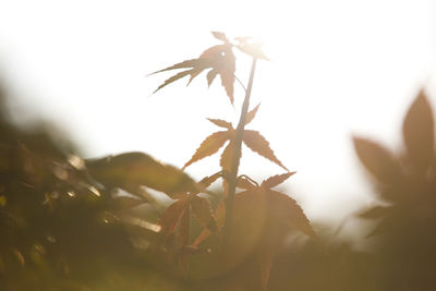 Close up of sunlight