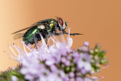 Close-up of insect on flower