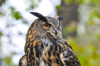 Close-up of a owl looking away