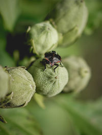 Close-up of insect on leaf