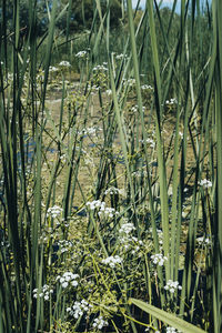 Close-up of plants growing on field