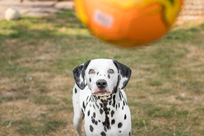 Portrait of a dog on field