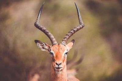 Close-up portrait of deer standing in forest