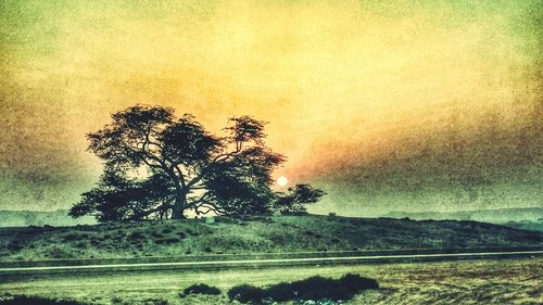 Silhouette of trees on field against sky at sunset