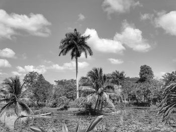 Palm trees on field against sky