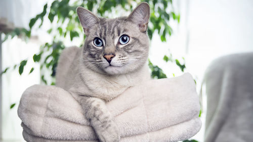 Close-up portrait of cat relaxing outdoors