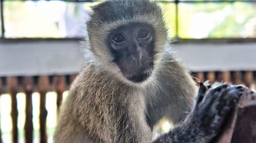 Close-up portrait of monkey